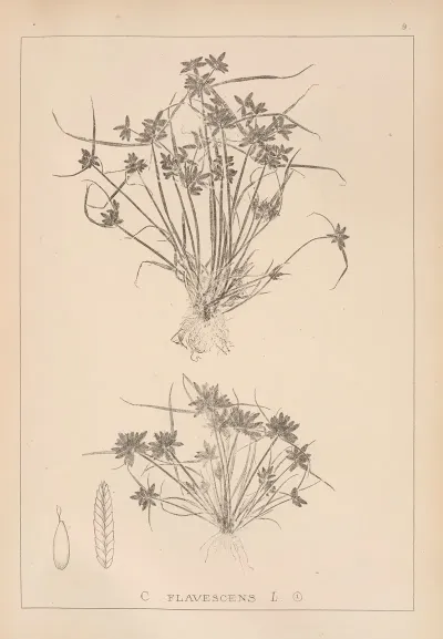 Herbier De La Flore Francaise Pl 1180