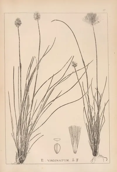 Herbier De La Flore Francaise Pl 1188