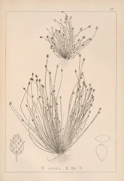 Herbier De La Flore Francaise Pl 1219