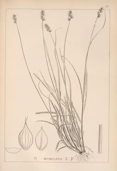 Herbier De La Flore Francaise Pl 1246