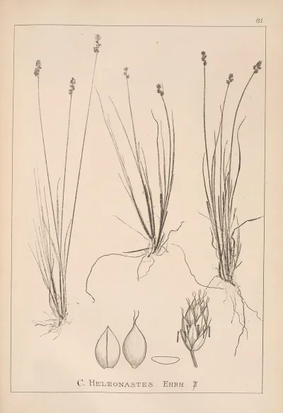 Herbier De La Flore Francaise Pl 1252