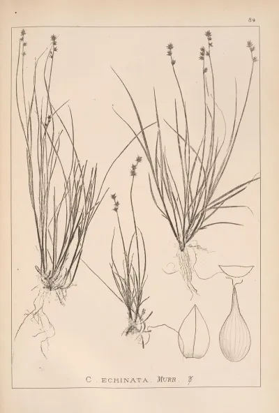 Herbier De La Flore Francaise Pl 1255