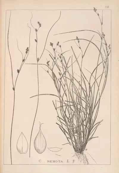 Herbier De La Flore Francaise Pl 1257
