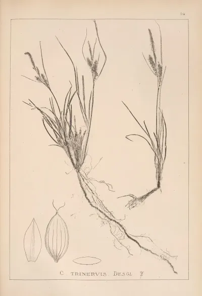 Herbier De La Flore Francaise Pl 1265
