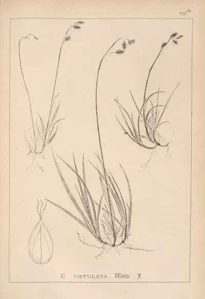 Herbier De La Flore Francaise Pl 1283