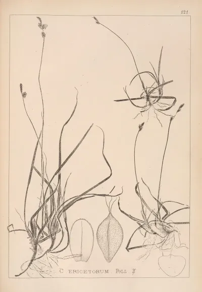 Herbier De La Flore Francaise Pl 1294