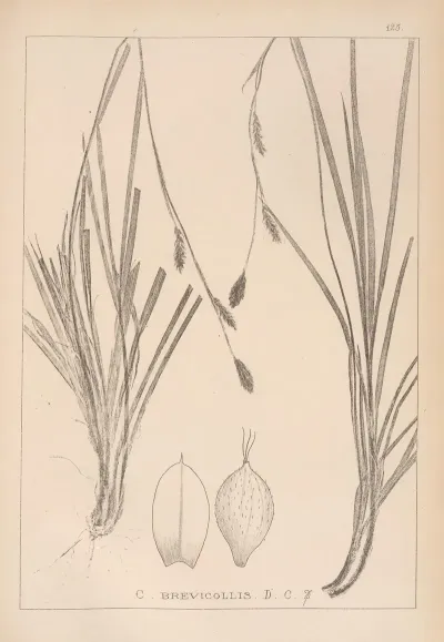 Herbier De La Flore Francaise Pl 1298