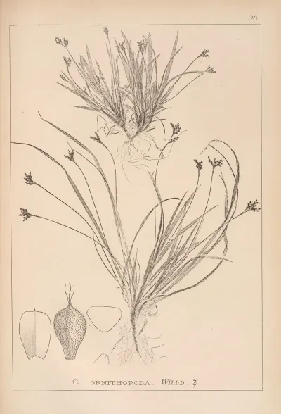 Herbier De La Flore Francaise Pl 1301