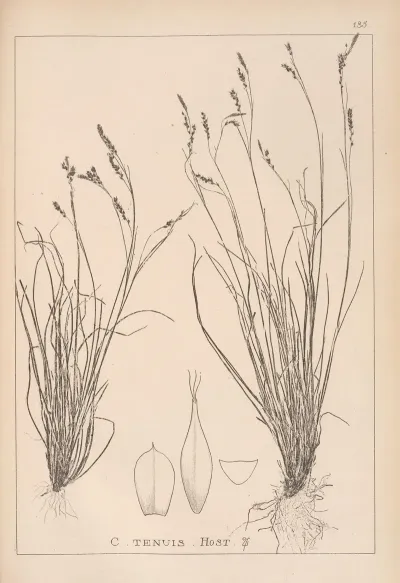 Herbier De La Flore Francaise Pl 1308