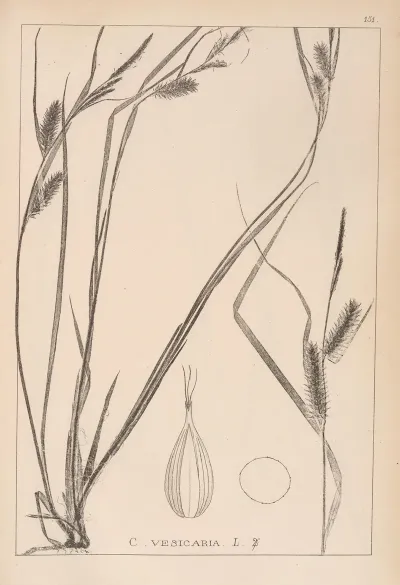 Herbier De La Flore Francaise Pl 1324