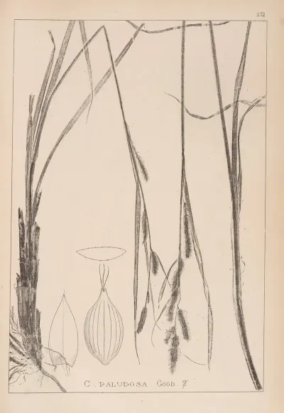 Herbier De La Flore Francaise Pl 1325