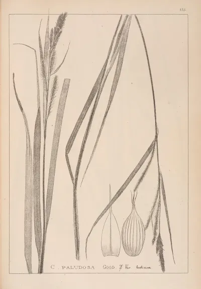 Herbier De La Flore Francaise Pl 1326