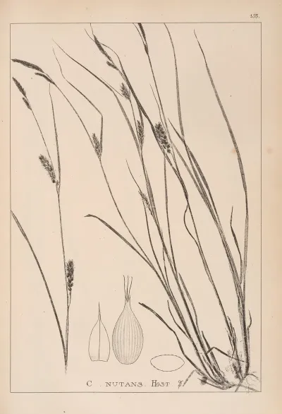 Herbier De La Flore Francaise Pl 1328
