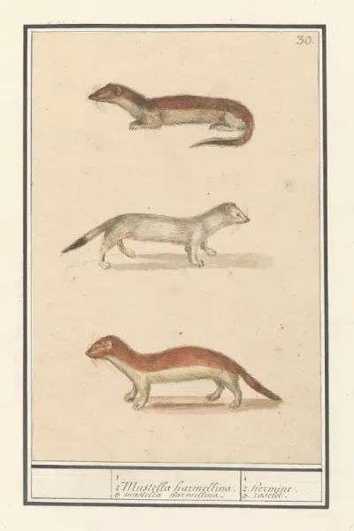 Hermelijn Mustela Erminea 1 2 Mustella Harmellina 3 Mustella Harmellina 1 2 Hermine 3 Roselet