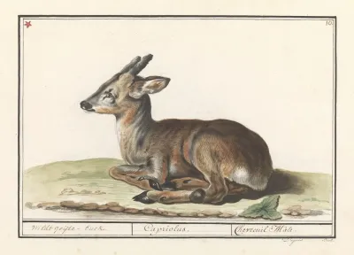 Hert Cervidae Wildt Geijte Buck Capriolus Chevreuil Male