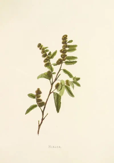 Hialoa