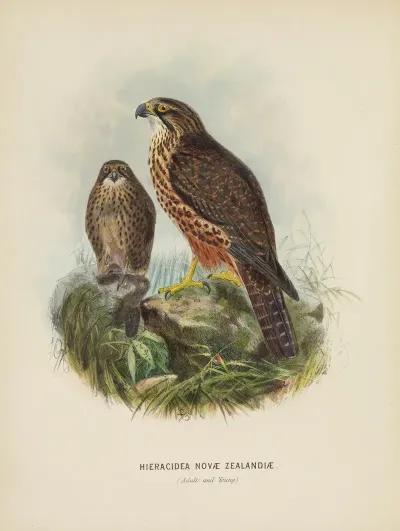 Hieracidea Novae Zealandiae Adult And Young