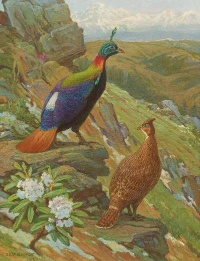 Himalayan Impeyan Pheasant