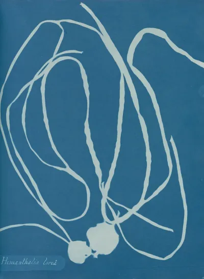 Himanthalia Lorea