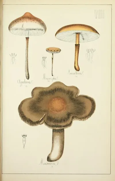 Histoire Naturelle Des Champignons Pl 08