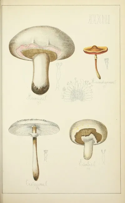 Histoire Naturelle Des Champignons Pl 33