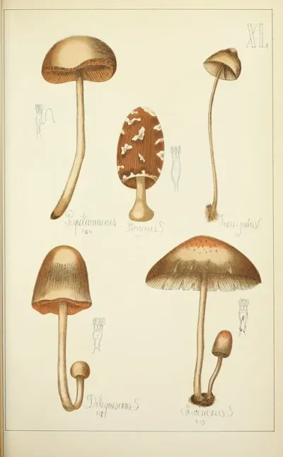 Histoire Naturelle Des Champignons Pl 40