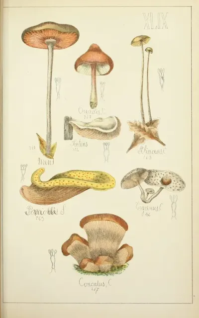 Histoire Naturelle Des Champignons Pl 49