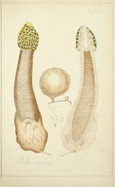 Histoire Naturelle Des Champignons Pl 64
