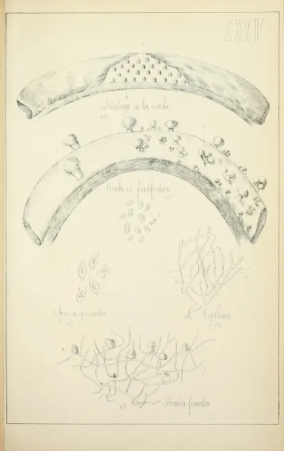 Histoire Naturelle Des Champignons Pl 75