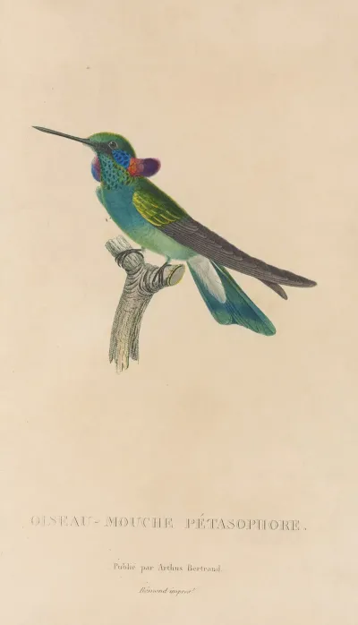 Histoire Naturelle Des Oiseaux Mouches Pl 01