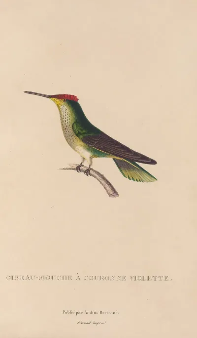Histoire Naturelle Des Oiseaux Mouches Pl 14