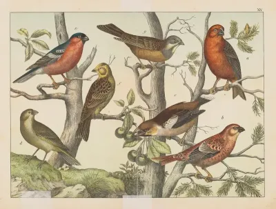 Historja Naturalna Ptakow Natural History Of Birds Pl 14