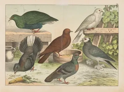 Historja Naturalna Ptakow Natural History Of Birds Pl 20