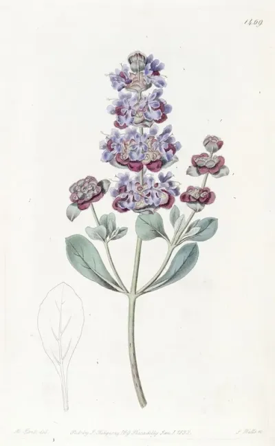 Hoary Audibertia