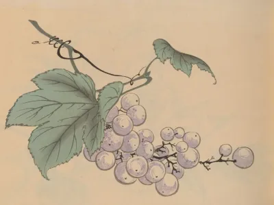 Hogajo Pl 05