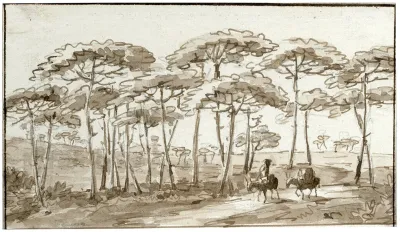 Hoge Bomen In Spaans Landschap