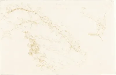Honeysuckle