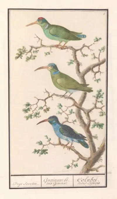 Honingzuigers Nectariniidae