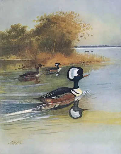 Hooded Merganser