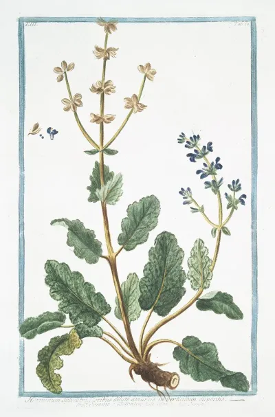 Horminum Sylvestre Floribus Dilute Azzureis In Verticillum Dispositis Ormino E Betonica Salvaiiea Ormin Clary Common Clarry Orvale Toute Bonne Clear Eye See Bright Eyebright