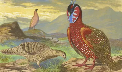 Horned Pheasants