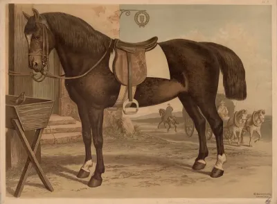 Horse 14