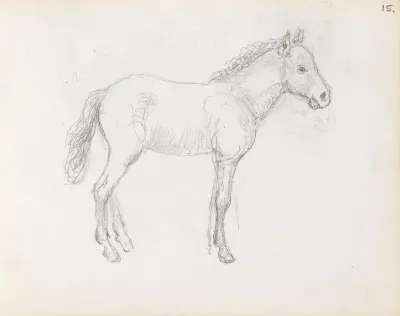 Horse Study 2