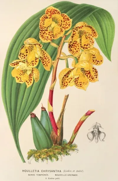 Houlletia Chrysantha
