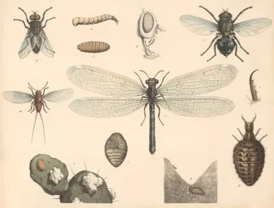 Housefly Blowfly Antlion Cochineal