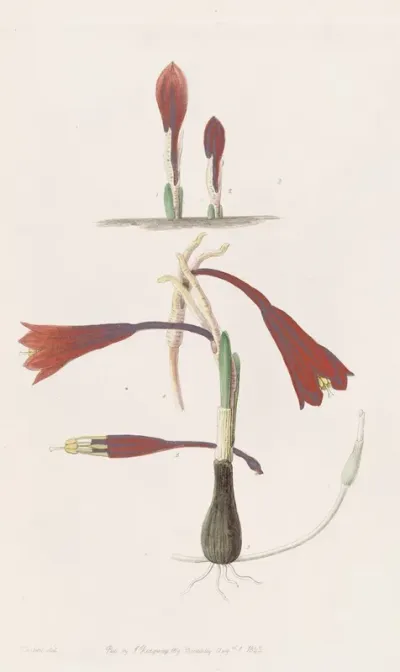 Humble Coburg Lily