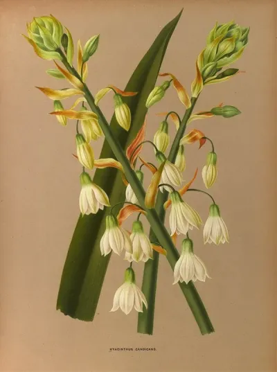 Hyacinthus Candicans