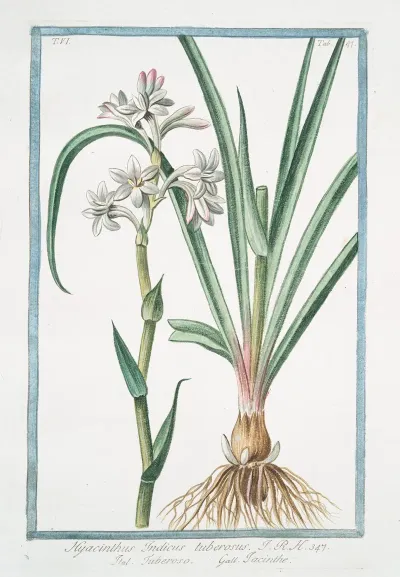 Hyacinthus Indicus Tuberosus Tuberoso Iacinthe Hyacinth From India