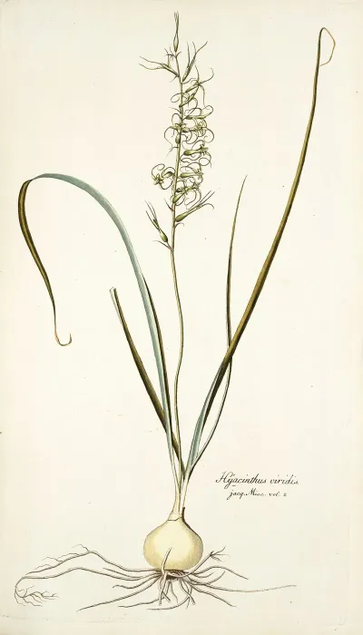 Hyacinthus Viridis