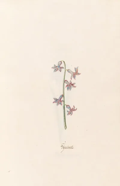 Hyacints